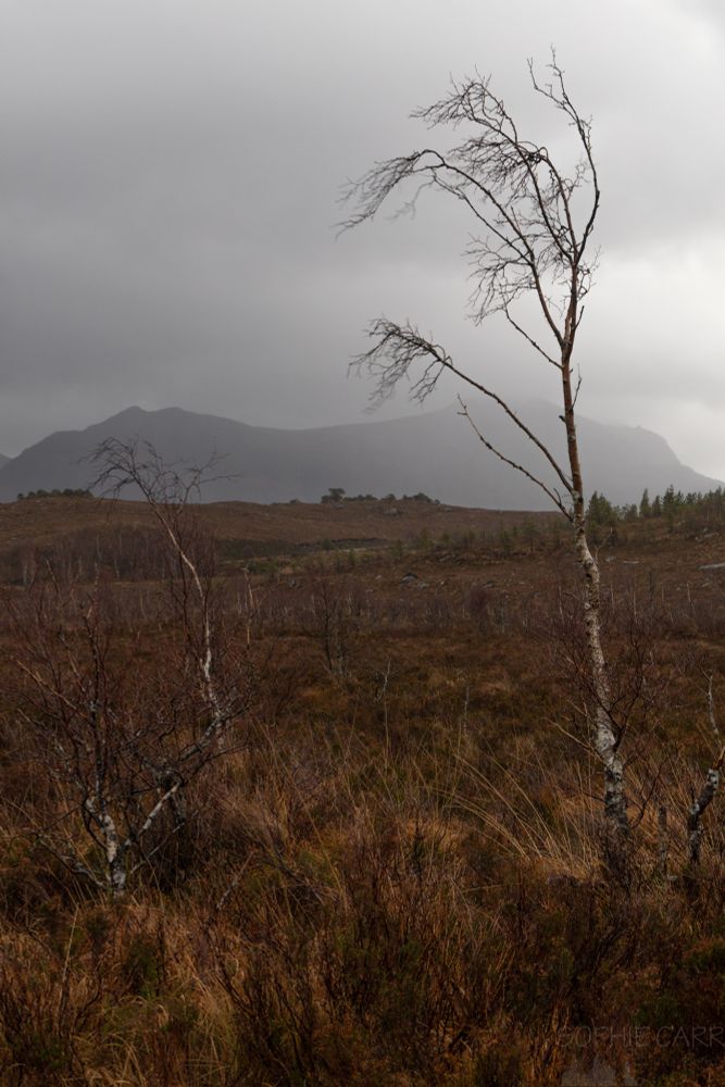 Bare spindly trees blowing in the wind. Behind are some mountains under grey cloud. The landscape is covered in brown vegetation. 