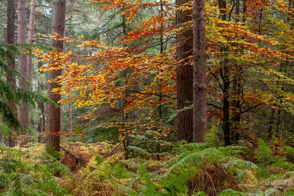 Forest view with some green and yellow/brown ferns below, some bare upright trunks, and some red/orange/yellow leaves above.