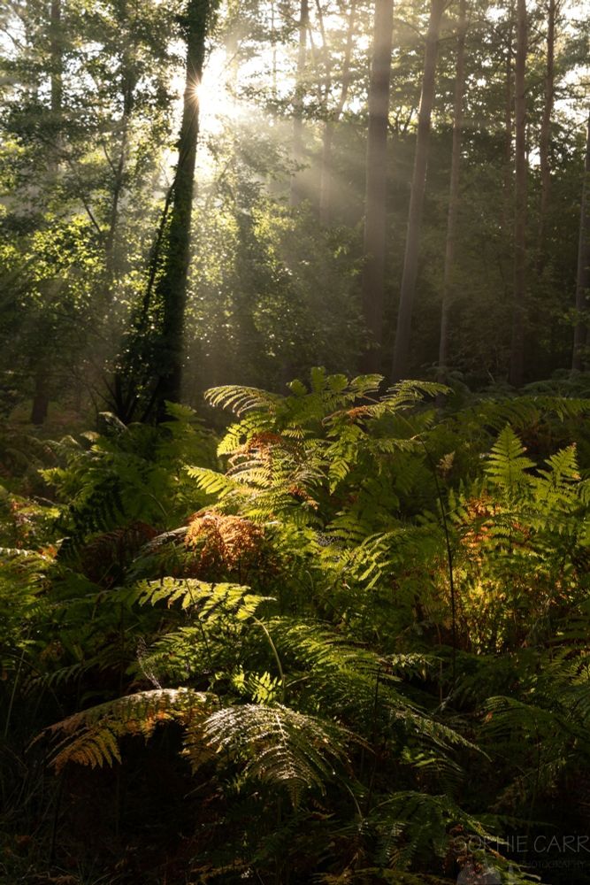Light shafts pour through tall trees with backlit ferns in the foreground which are beginning to turn brown.