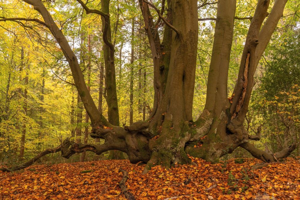 A beech tree surrounded by brown autumnal leaves and yellow-leafed trees behind. The tree is very strange with a squat low long trunk that then has normal vertical trunks coming off it.