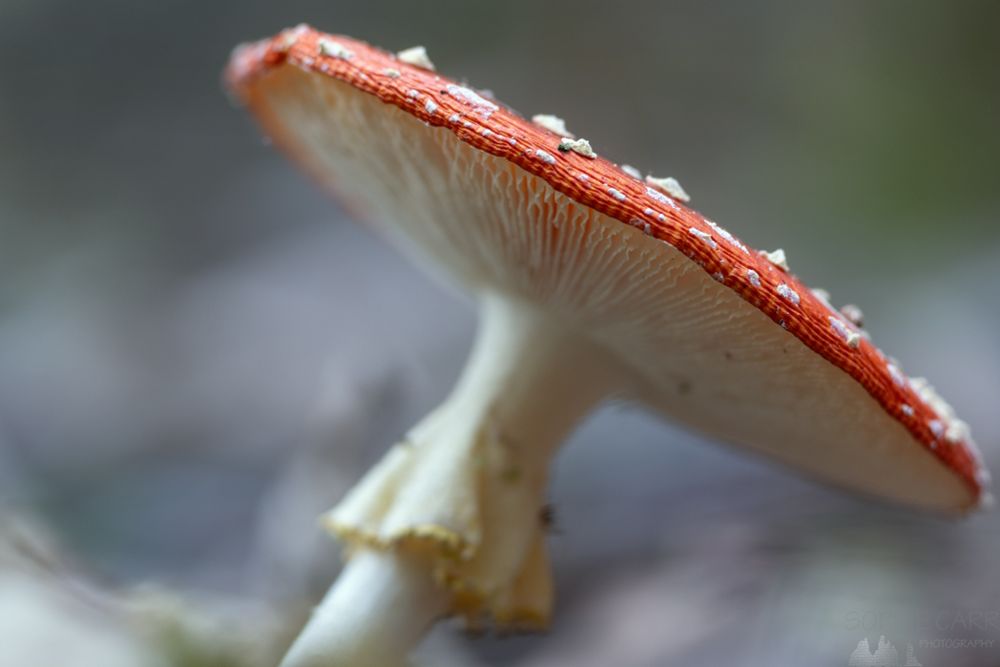 A side view of a flat-topped fly agaric mushroom, with the gills and frilly bit showing below.