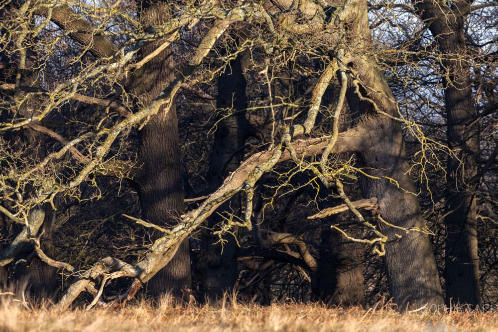 Large branches on an old tree trail down towards the brown grass on the ground - the limbs lit up in the morning sun.