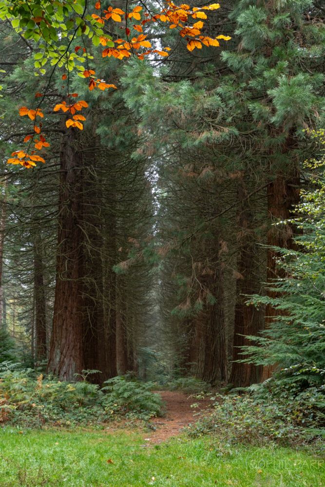 A view down an avenue of young wellingtonia trees (Sequoiadendron giganteum, or giant redwoods). At the top of the frame are some orange beech leaves from a tree above. 