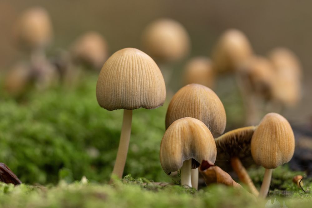 A group of pale brown mushrooms that look a bit like perfect blonde bob hairstyles from behind.