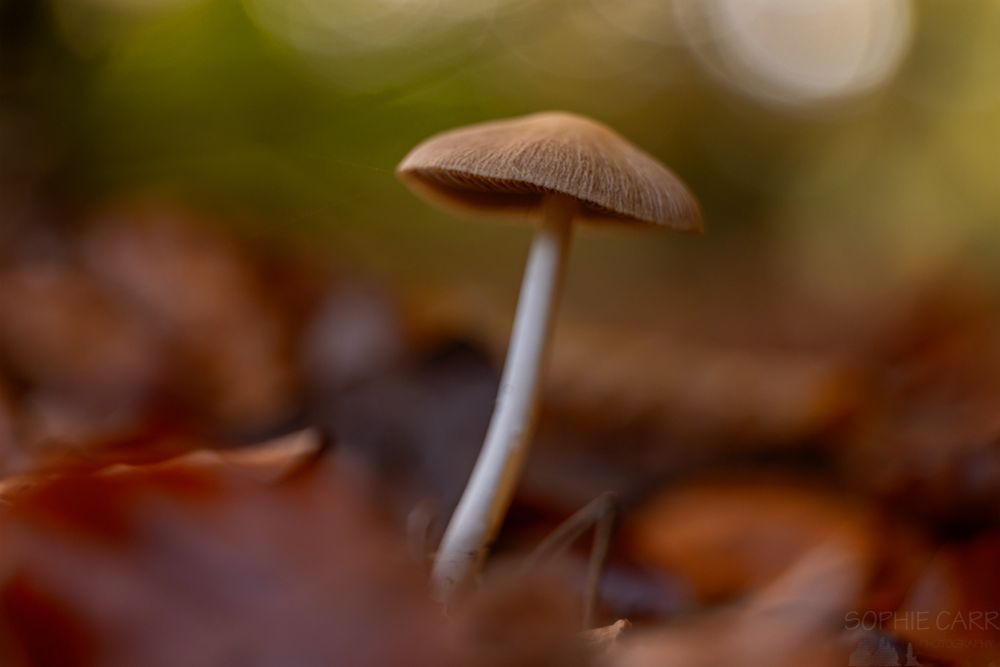 Brown-capped mushroom sits in brown leaf litter.