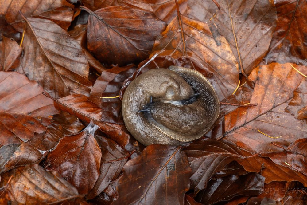 What at first looks like a ring of dog poo is actually a pair of brown snails mating. I find snails particularly gross to look at normally (perhaps because they do look like small turds!) but the slimy semen sac left after this was even more gross than usual! - it can just be seen in the middle in this photo).