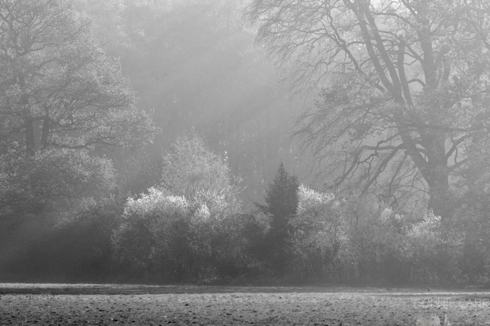 Black and white image of a morning scene with a large tree on the right and light shining through it, with some smaller trees with white blossom on below. It's a bit ethereal.