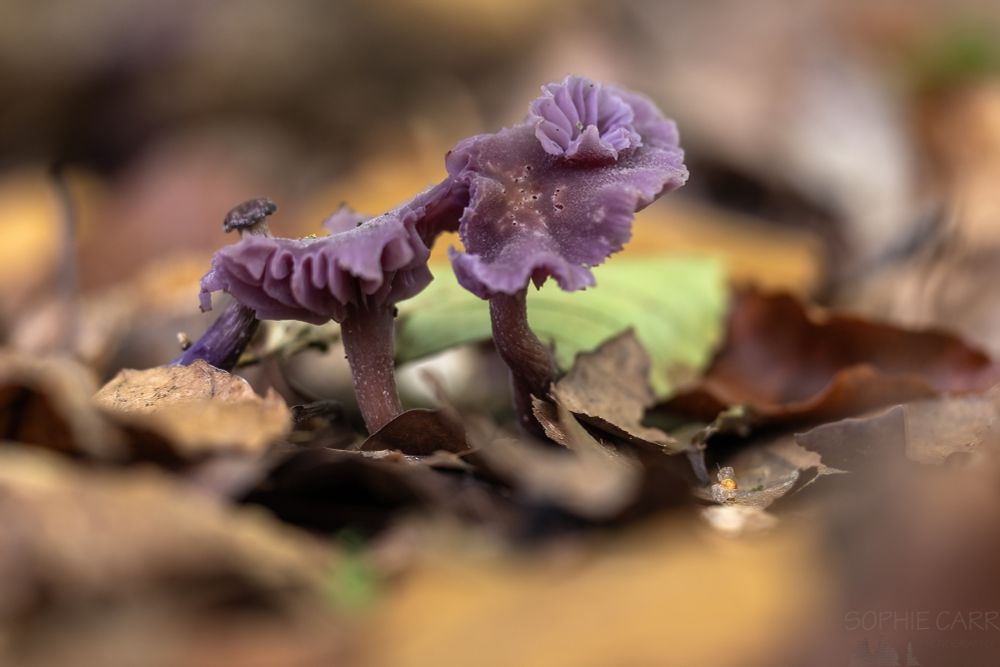 Purple mushrooms among blurred leaf litter.