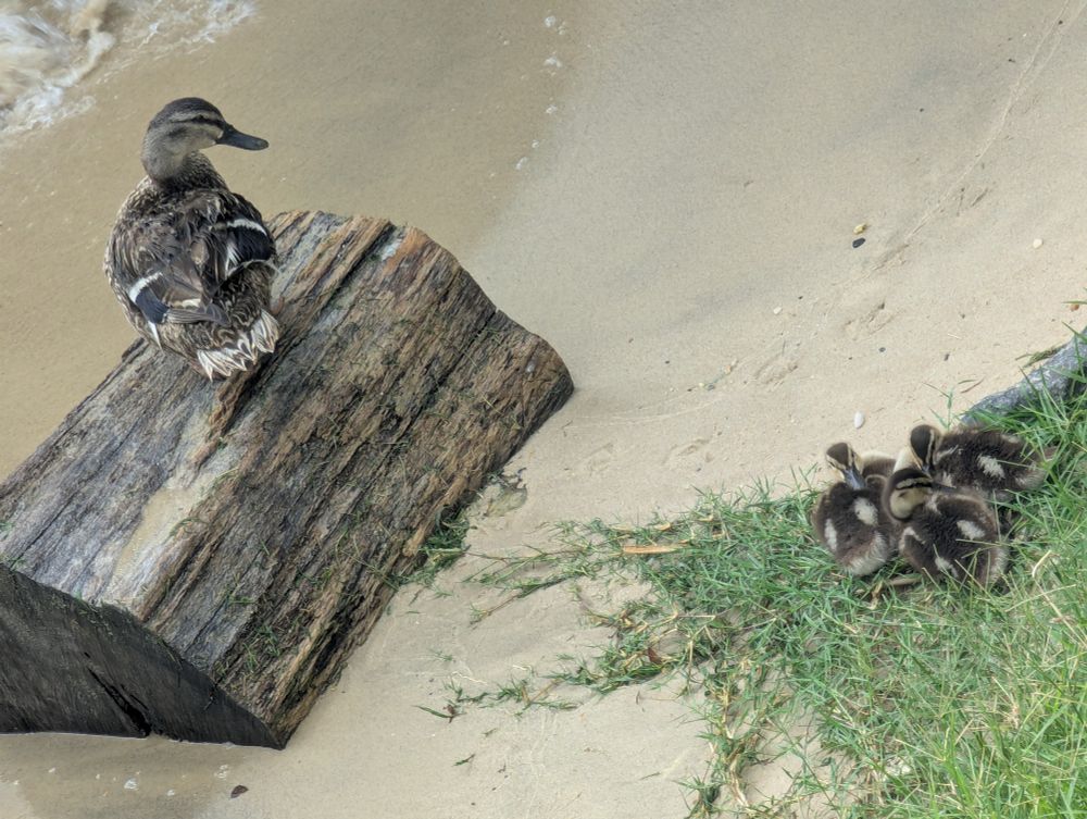 A parent duck on a log looks back at a group of ducklings