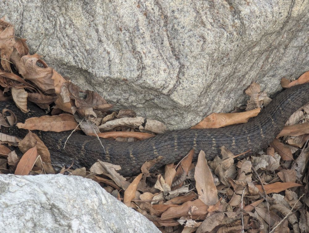 Patterned snake between rocks and among leaves