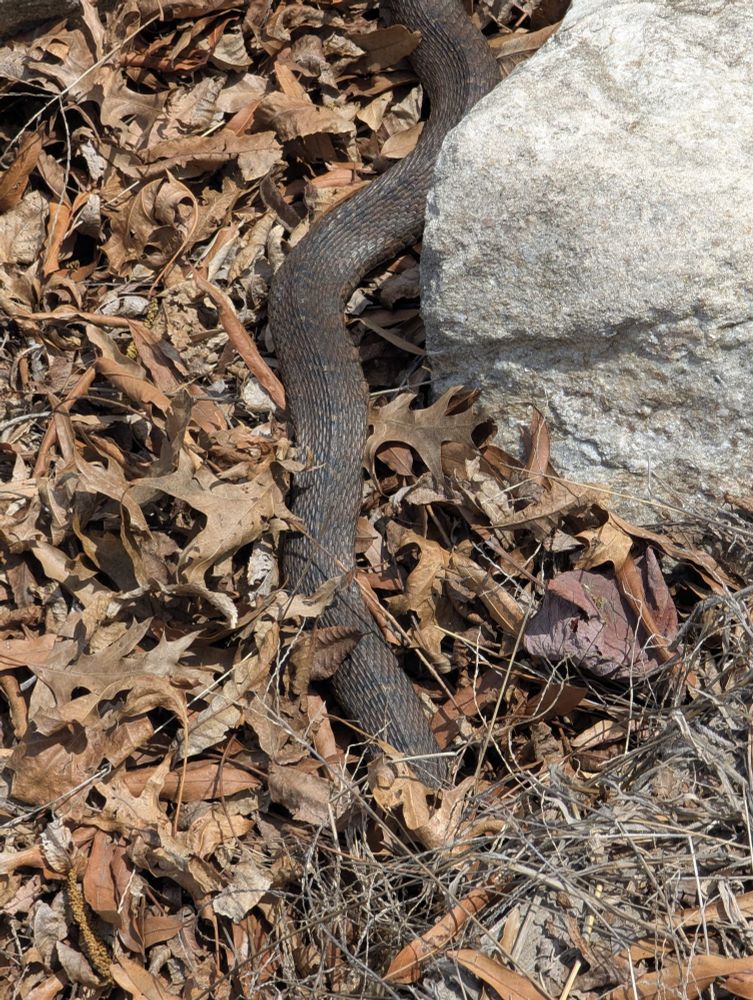 Maryland water snake amid rocks and leaves 