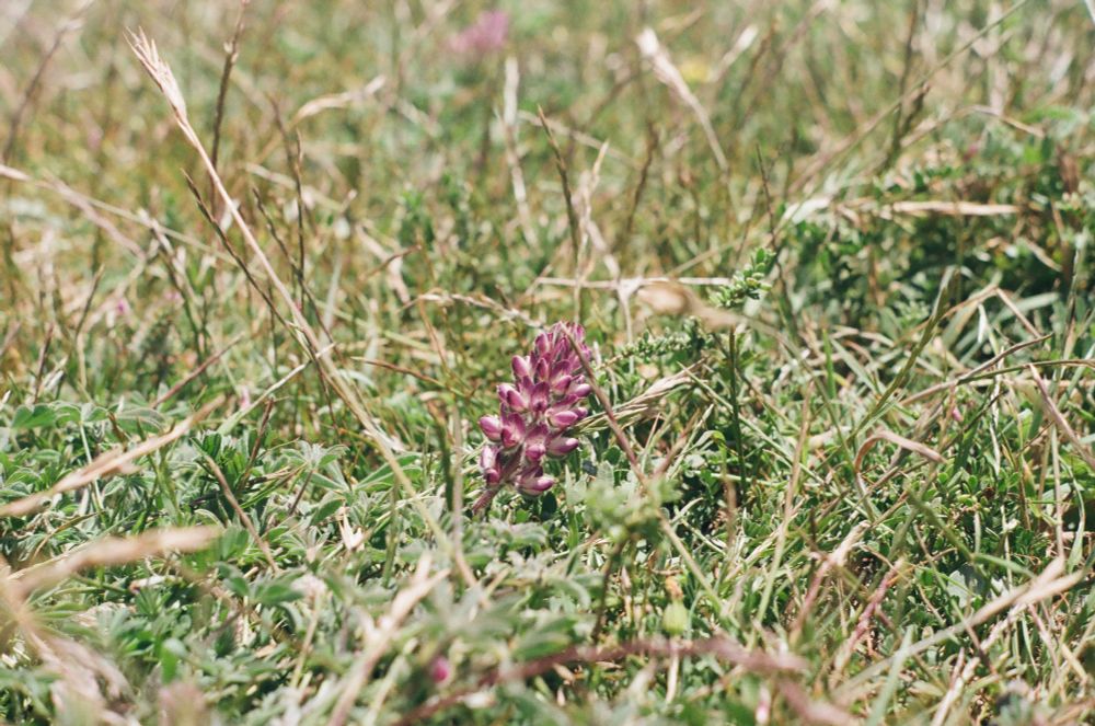 A film photo of a small purple flower in a bad of grass taken in Chile. 