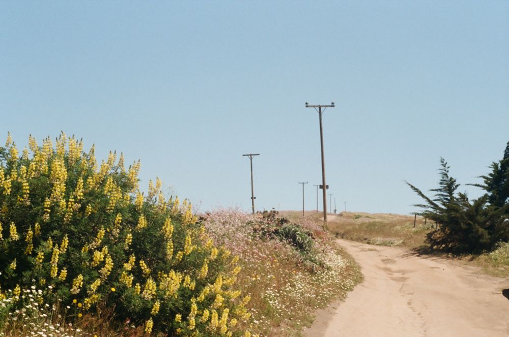 A dirt road. In the foreground on the left, a bush with several yellow flowers. Telephone poles reach into the distance with no lines connecting them. 