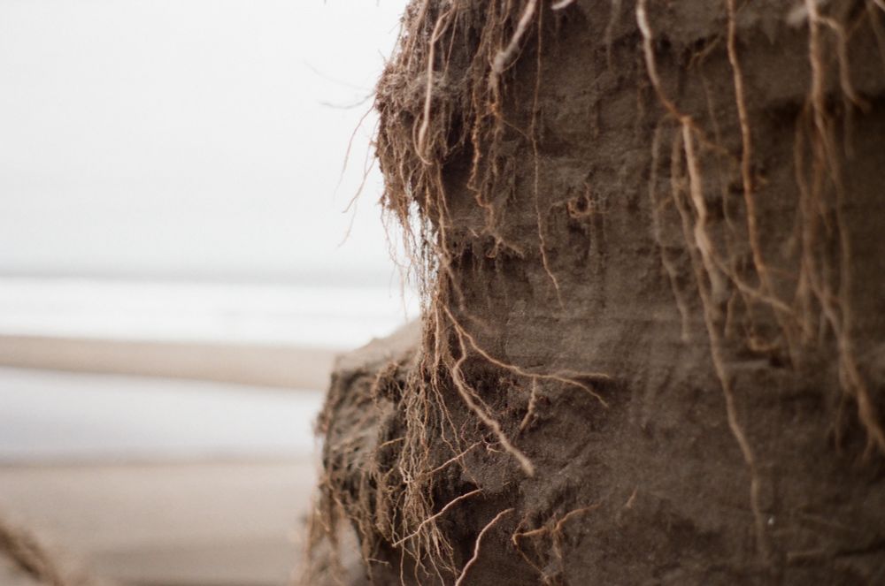 An image of a sand dune with visible layers in the dirt. Hanging from the dune are roots from plants growing out of frame. 