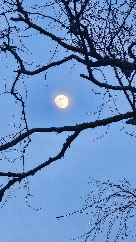 A waxing gibbous moon, seen through the branches of a silver birch just coming into bud. The branches are stark black against a grey-blue evening sky.