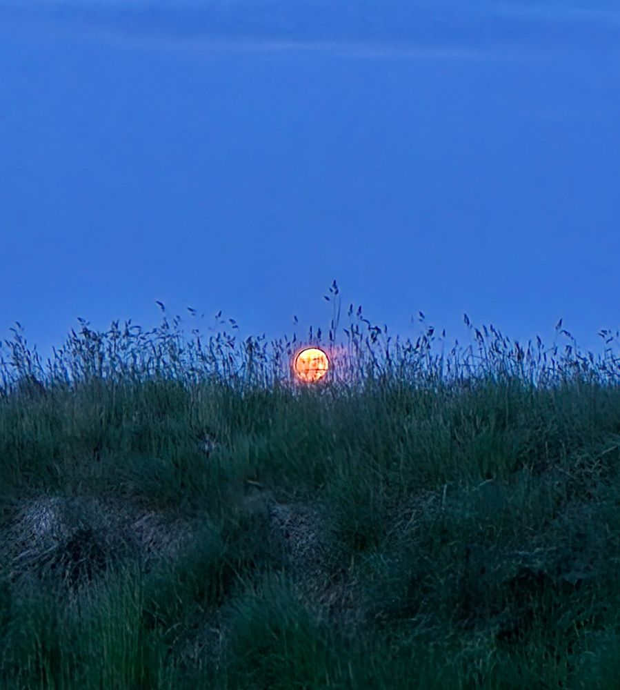 A deep red strawberry moon through long grass