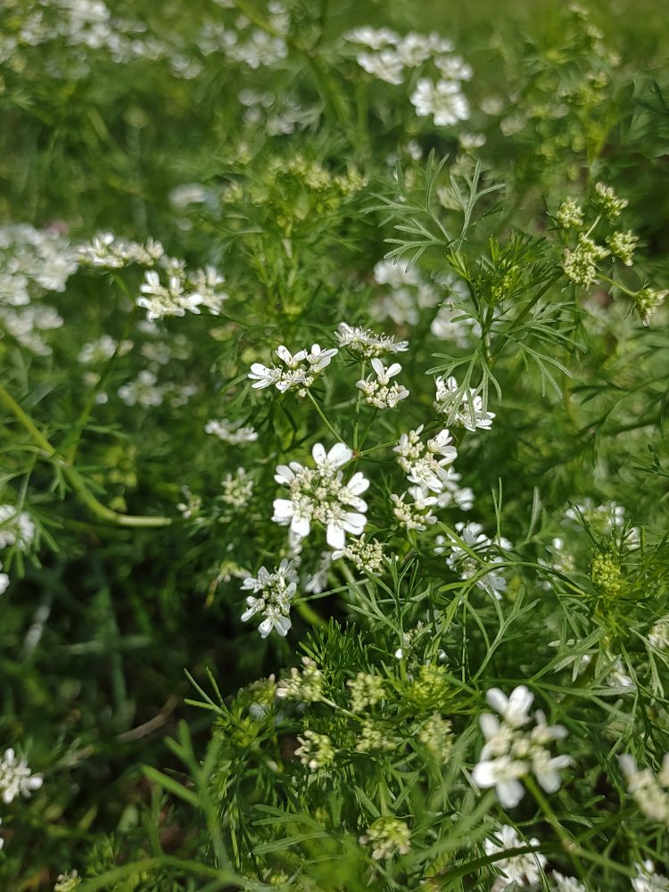 Clusters of small white compound flowers rise above ferny foliage. 