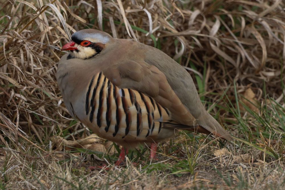 A full-body side view of a round, quail-like bird. Its body is gray-brown with cream and black stripes on its side. Its cheeks and chin are creamy colored with a black ring around the face. Its eyelids and bill are a bright reddish pink. Its forehead is gray. The background is dead grass.