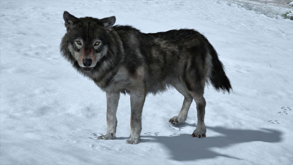 ゴーストオブヨウテイ
狼
Ghost of Yotei
wolf