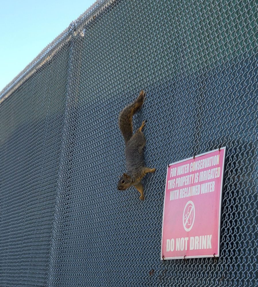 Squirrel on fence