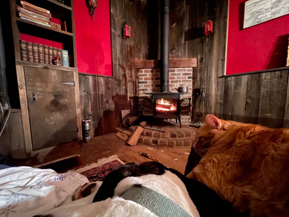Orange cat and brindle pittie snuggling on a lap before an open fire