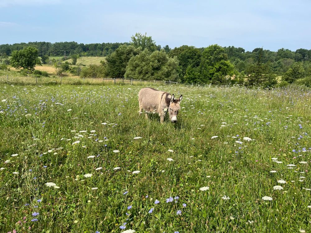 Mini donkey grazing in field of wildflowers 