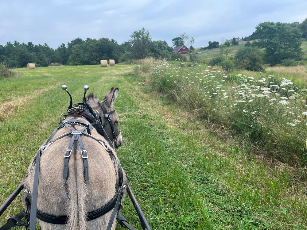 Mini donkey in work harness hitched to cart, looking off to the side of the hay field where there are wildflowers and birds. Round hay bales in distance. 