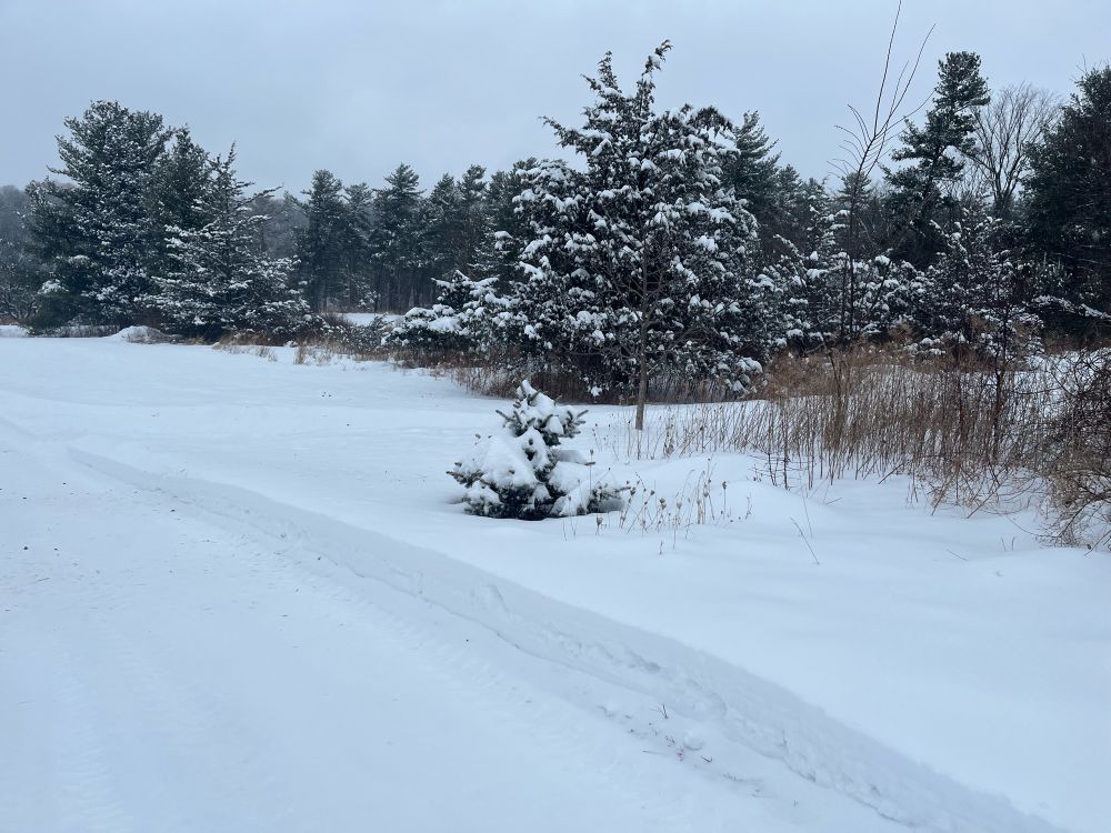 Plowed driveway with snow and snow covered trees beyond 
