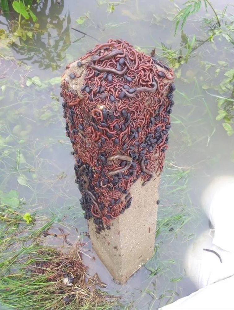 Beetles, worms, and various other bugs that have climbed a concrete post to escape floodwater. 