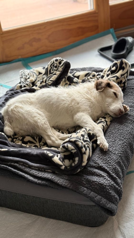 Jack Russell Terrier sleeping the day away in her bed 