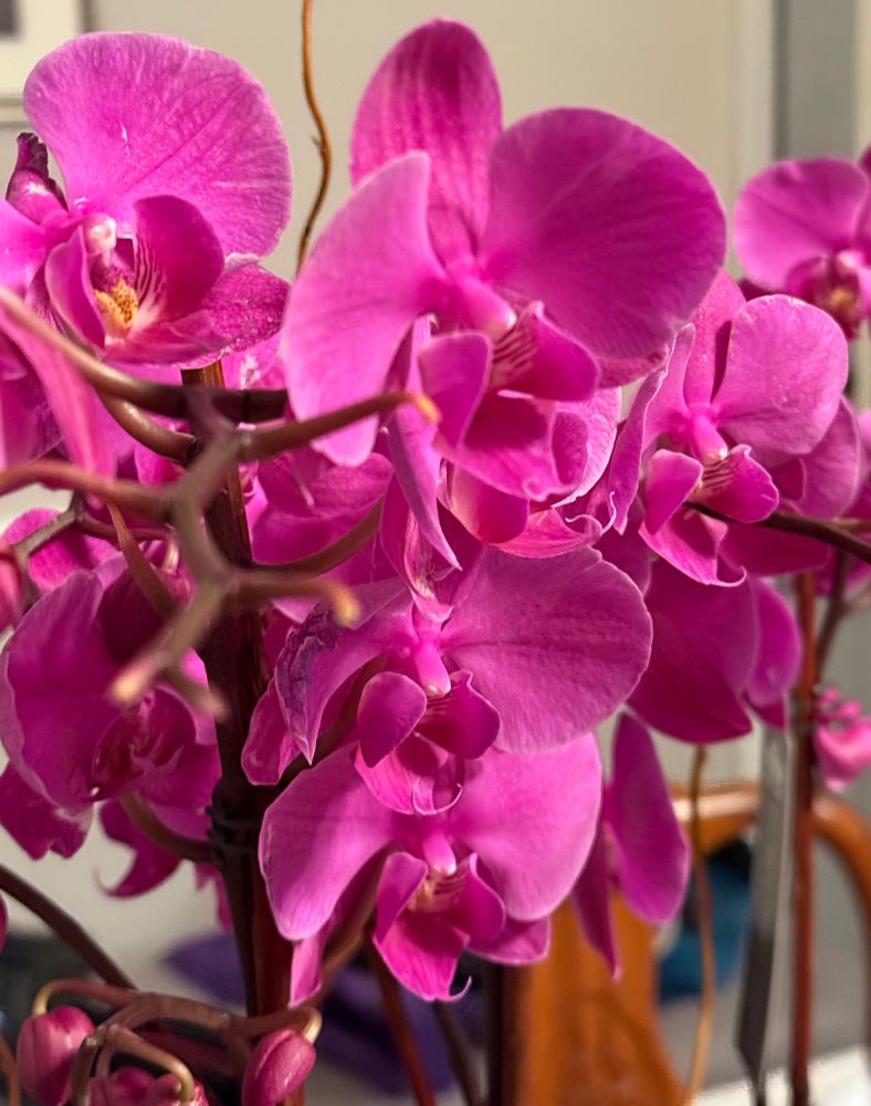 Purple orchids in a pot on a dining room table