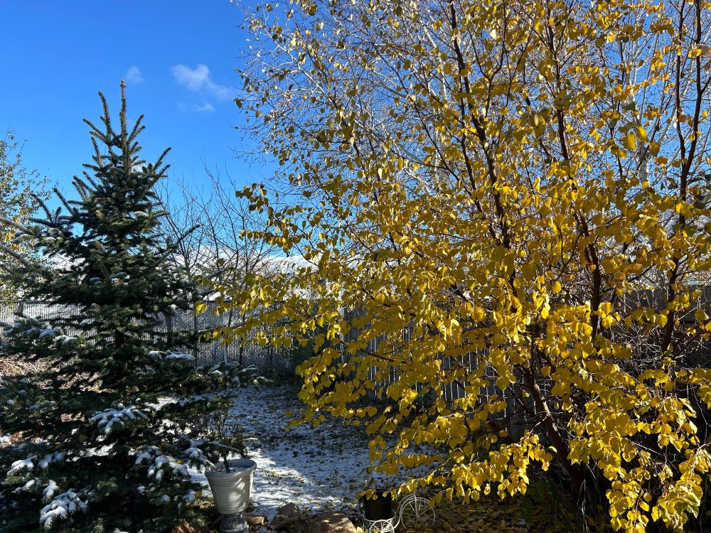 Backyard picture showing golden leaves on a tree and ground, blue sky, some bits of snow on the ground and part of a conifer tree.