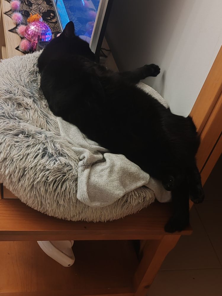 The same cat but now sleeping belly up 