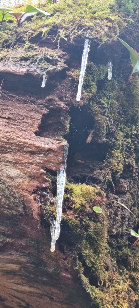 Cute little icicles hanging from a mossy log! 
