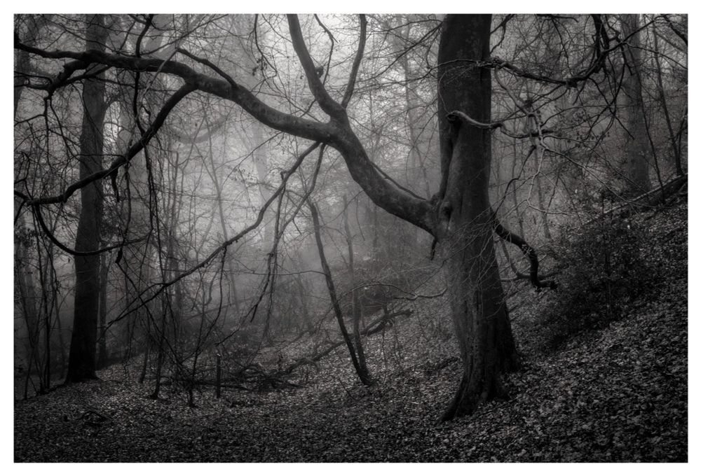 Woodland in black and white.