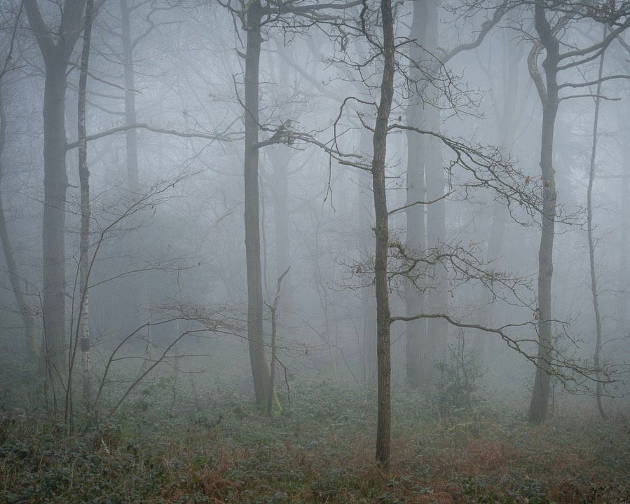 Foggy woodland trees.