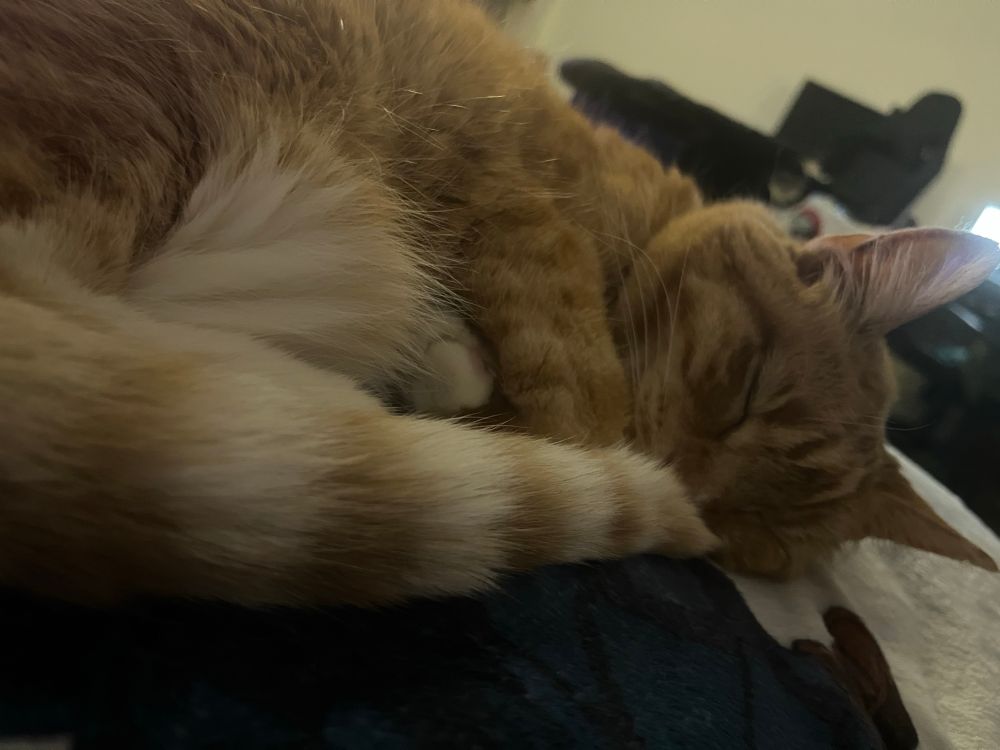 My nearly 18 year old orange and white cat, curled up and sleeping. The tip of her tail is covering her nose. Her name is Peaches.
