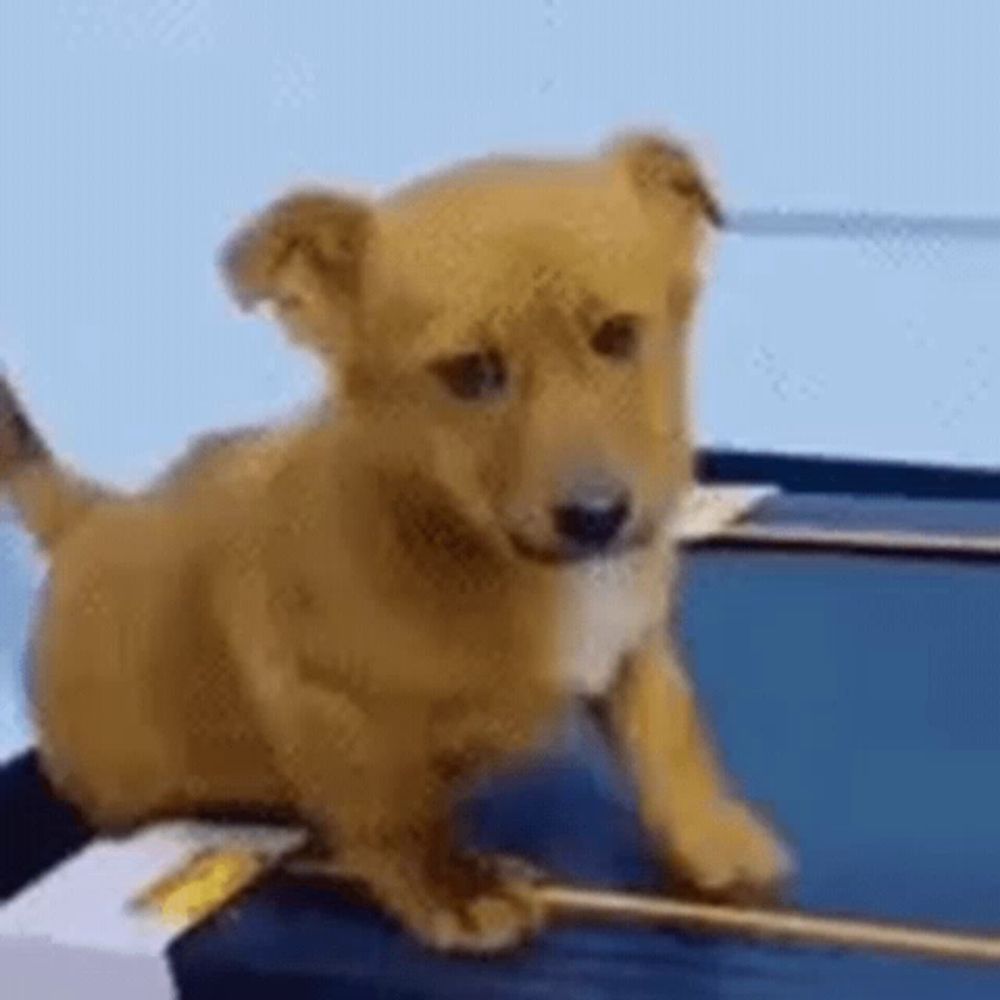 a brown puppy is sitting on top of a blue container .