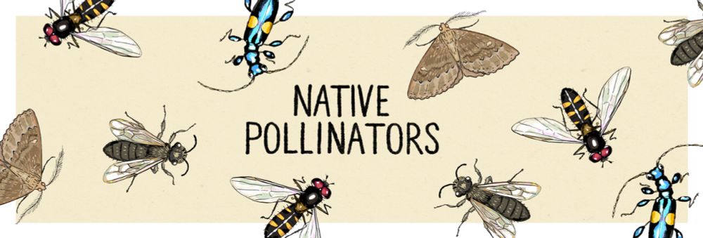 Native Pollinators