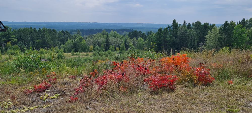 More landscape around the Soudan Mine, with some very pretty orange and red plants.