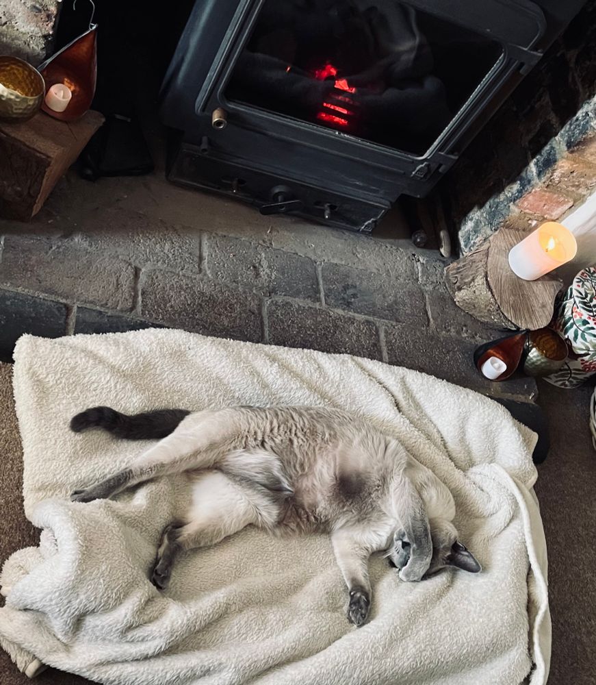 Willow a Siamese cat sleeping by the fire