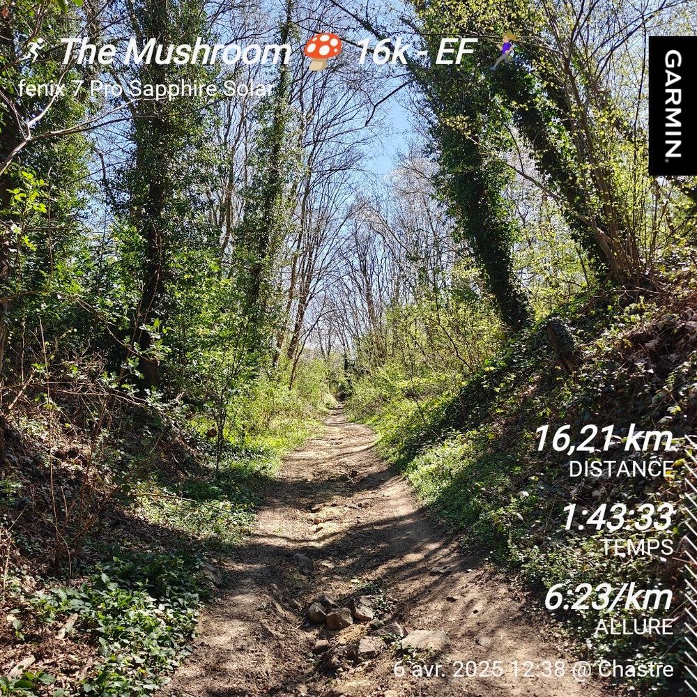 Chemin forestier...