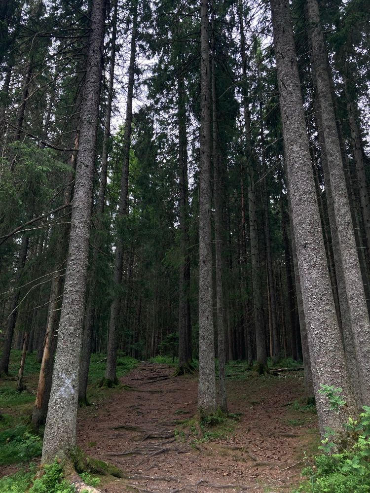 A tall Norwegian forest