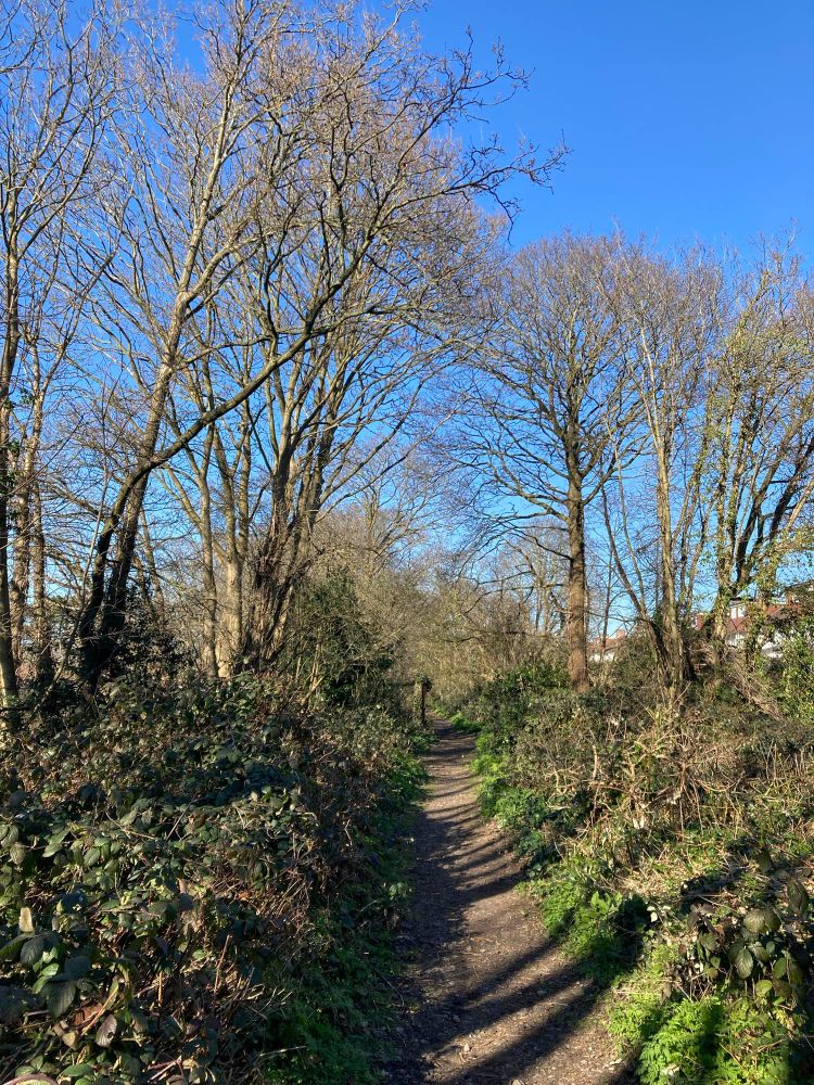 A trail amongst trees and bushes