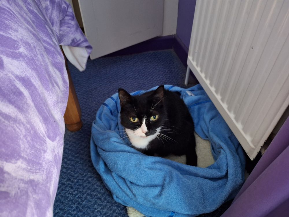 Black and white cat sitting in a nest of towels next to a radiator, looking up at the camera