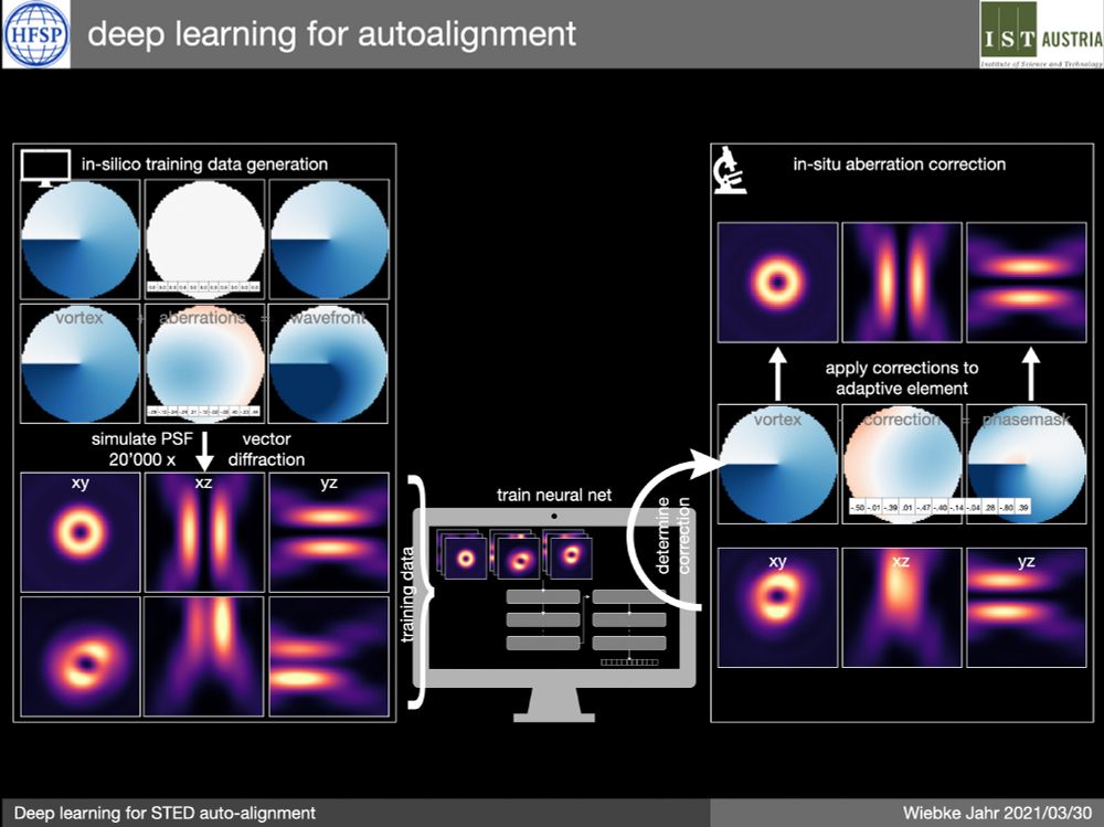 Presentation slide showing a workflow for adaptive optics for microscopy. On the left side is the "in silico training data generation", showing the phase patterns and simulated intensity distribution. In the middle is a PC screen pictogram with a stylized neural net, labelled as "train neural net". On the right side is the "in-situ aberration correction", showing again the phase patterns and intensity distributions, but this time as they would be displayed in the microscope.