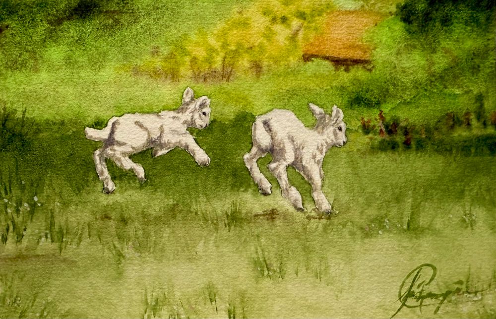 Watercolor painting of two lambs at play
