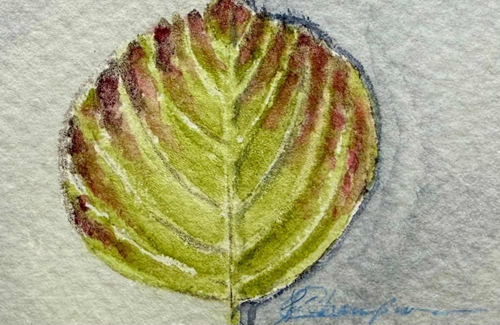 Watercolor painting of a green leaf with rusty red brown edges on a gray background. 