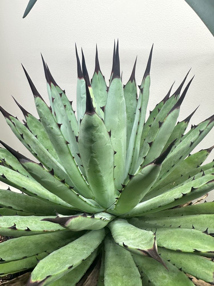 Agave macroacantha image 