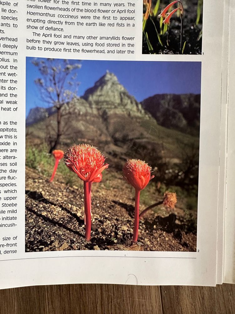 A bunch of red flowers with a large mountain scape in the background 